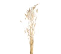 NATURALYS-Fleurs séchées coloris blanc lagure