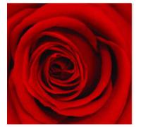 NATURALYS-Rose stabilisée standard rouge diamètre 4 x H 50 cm