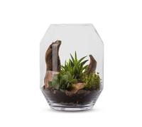 NATURALYS-Terrarium Barnwell Succulente en verre transparent Naturalys taille L - diamètre 25 x 33 cm