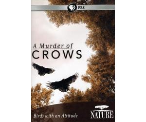 Nature: A Murder of Crows