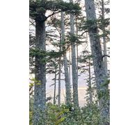 Nature Art Notebook - 8.5 x 5.5: Blank Journal for Writing, Sketching, Drawing & Creative Ideas