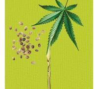 Nature Box - Shampoing Solide 3 en 1 Antipelliculaire - A l'Huile de Chanvre Pressée à Froid - Cheveux/ Cuir Chevelu / Barbe - 99% d'Ingrédients d'Origine Naturelle - Savon de 85g