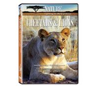 Nature: Cheetahs & Lions