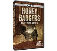 Nature: Honey Badgers: Masters of Mayhem