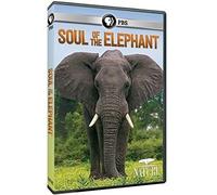 Nature: Soul of The Elephant
