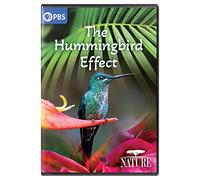 NATURE: The Hummingbird Effect [DVD]