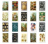 Naturelle Curiosités par Ernst Haeckel carte postale Lot de 20 cartes postales. illustrations botaniques Thème carte postale Lot de différents. Fabriqué aux États-Unis.