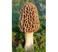 Nature's Treasures Kit de culture de morilles pour faire pousser des champignons morilles à la maison et dans le jardin