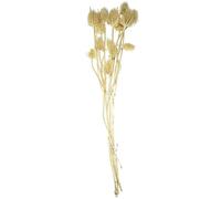 Naturosphère - Décoration Naturelle C41 - Bouquet de chardons séchés Blanchis - 70 cm