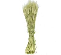 Naturosphère - Décoration Naturelle C41 - Bouquet d'orge - 70 cm