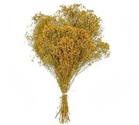 Naturosphère - Décoration Naturelle C41 - Bouquet Fleurs séchées Broom Bloom - 50 cm