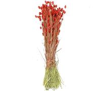 Naturosphère - Décoration Naturelle C41 - Bouquet Fleurs séchées phalaris Rouge - 70 cm