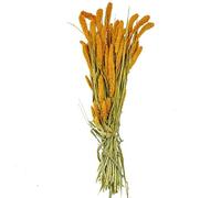 Naturosphère - Décoration Naturelle C41 - Bouquet Fleurs séchées sétaria Orange - 70 cm