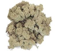 Naturosphère - Décoration Naturelle C46 - Lichen des Rennes stabilisé Blanchi - 120 grammes