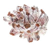 Naturosphère - Mer et Coquillages - Balane (ou Bernacle) déco - A l'unité - Taille 9 à 11 cm