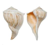 Naturosphère - Mer et Coquillages C31 - Coquillage busycon contrarium Poli - 18 à 20 cm - A l'unité