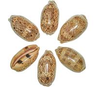 Naturosphère - Mer et Coquillages C31 - Coquillage Cypraea Argus - Taille 6 à 8 cm