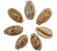 Naturosphère - Mer et Coquillages C31 - Coquillage Cypraea Lynx - 4 à 5 cm - Lot de 4