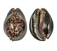 Naturosphère - Mer et Coquillages C31 - Coquillage Cypraea mauritiana - Taille 5 à 7 cm - Lot de 2