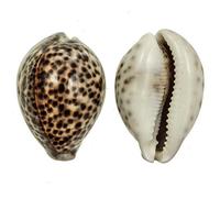 Naturosphère - Mer et Coquillages C31 - Coquillage Cypraea Tigris - Taille 5 à 7 cm