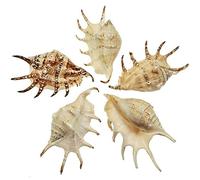 Naturosphère - Mer et Coquillages C31 - Coquillage lambis lambis - Taille 10 à 12 cm - Lot de 2