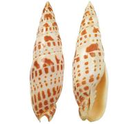 Naturosphère - Mer et coquillages C31 - Coquillage mitra episcopalis - Taille 9 à 11 cm