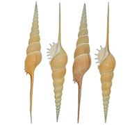 Naturosphère - Mer et Coquillages C31 - Coquillage Tibia fusus - Taille 19 à 21 cm