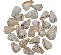 Naturosphère - Mer et Coquillages C31 - Coquillages Conus Glaucus - 2.5 à 3.5 cm - Lot de 5