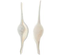 Naturosphère - Mer et Coquillages C31 - Coquillages escargots de mer Volva Volva - 8 à 12 cm - Lot de 2