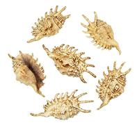 Naturosphère - Mer et Coquillages C31 - Coquillages lambis millipeda - 12 à 14 cm - Lot de 2