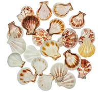 Naturosphère - Mer et Coquillages C31 - Coquillages Pecten striatus - 3 à 4 cm - 100 grammes