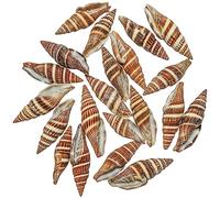 Naturosphère - Mer et Coquillages C31 - Coquillages Vexillum formosense - 3 à 5 cm - 100 grammes