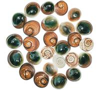 Naturosphère - Mer et Coquillages C31 - Opercules de Turbo Verts Bruts ou Oeil de Shiva - 2 à 3 cm - Lot de 10