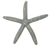 Naturosphère - Mer et Coquillages C32 - Etoile de mer linckia laevigata Gris Bleu - Taille 30 à 34 cm