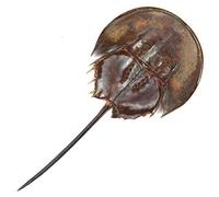 Naturosphère - Mer et Coquillages C35 - Carapace de Limule sans Patte - Taille Carapace 10 à 13 cm