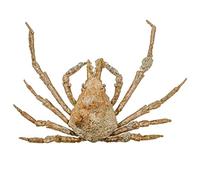 Naturosphère - Mer et Coquillages C35 - Crabe asperi naturalisé - Taille Carapace 3.5 à 4 cm