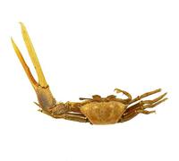 Naturosphère - Mer et Coquillages C35 - Crabe violoniste naturalisé - Taille Carapace 2 à 2.5 cm