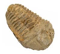 Naturosphère - Minéraux et fossiles C21 - Fossile trilobite calymene - Taille 6 à 7 cm