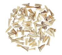 Naturosphère - Minéraux et fossiles C21 - Lot de Dents de Requin fossilisées - 100 grammes