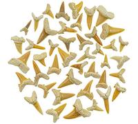 Naturosphère - Minéraux et fossiles C21 - Lot de dents de requin fossilisées - Qualité extra - 30 grammes