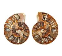 Naturosphère - Minéraux et fossiles - Petite ammonite fossile sciée - La paire - Taille 1 à 2 cm