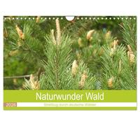 Naturwunder Wald (Wandkalender 2026 DIN A4 quer), CALVENDO Monatskalender: Der Wald, ein unbezahlbares Ökosystem.