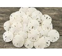 Nautical Crush Trading Sand Dollar | Dollars réel de Sable 1 1/2 à 2 (Set of 30) | Coquilles Sand Dollar Plus Gratuitement Nautique Ebook Joseph Pluies