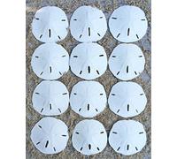 Nautical Crush Trading Sand Dollar | Dollars réel de Sable 2 1/2 à 3 (Ensemble de 12) | Coquilles Sand Dollar | De Plus Gratuit Nautique Ebook par Joseph Pluies