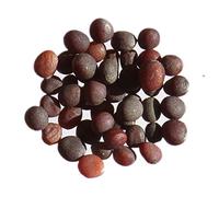 Navet Fourrager de Norfolk Collet Rouge - 3 grammes - Brassica Rapa - SEM20