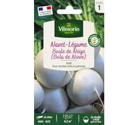 Navet-Légume Rond Boule de Neige