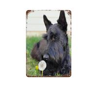 NBZRAOFV Metal Sign Tin Sign,Black dog Scottish Terrier,Metal Signs Office Personalised Sign Vintage Metal Sign Home Wall Room Decoration-yV097(8x12Inch)