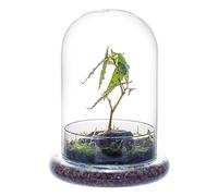 NCYP Dôme Décoratif en Verre Transparent avec Trou D'aération, 15 x 21 cm, Cloche en Verre avec Base, Présentoir de Table, Récipient de Terrarium pour de Fleurs (sans Plantes)