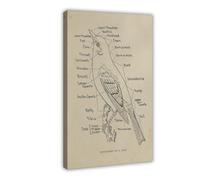 NDGSA Dark Academy Poster rétro sur toile représentant l'anatomie des oiseaux Décoration murale pour salon, chambre à coucher 50 x 75 cm