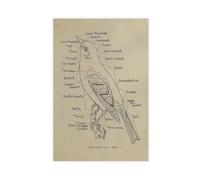 NDGSA Dark Academy Poster rétro sur toile représentant l'anatomie des oiseaux Décoration murale pour salon, chambre à coucher 50 x 75 cm